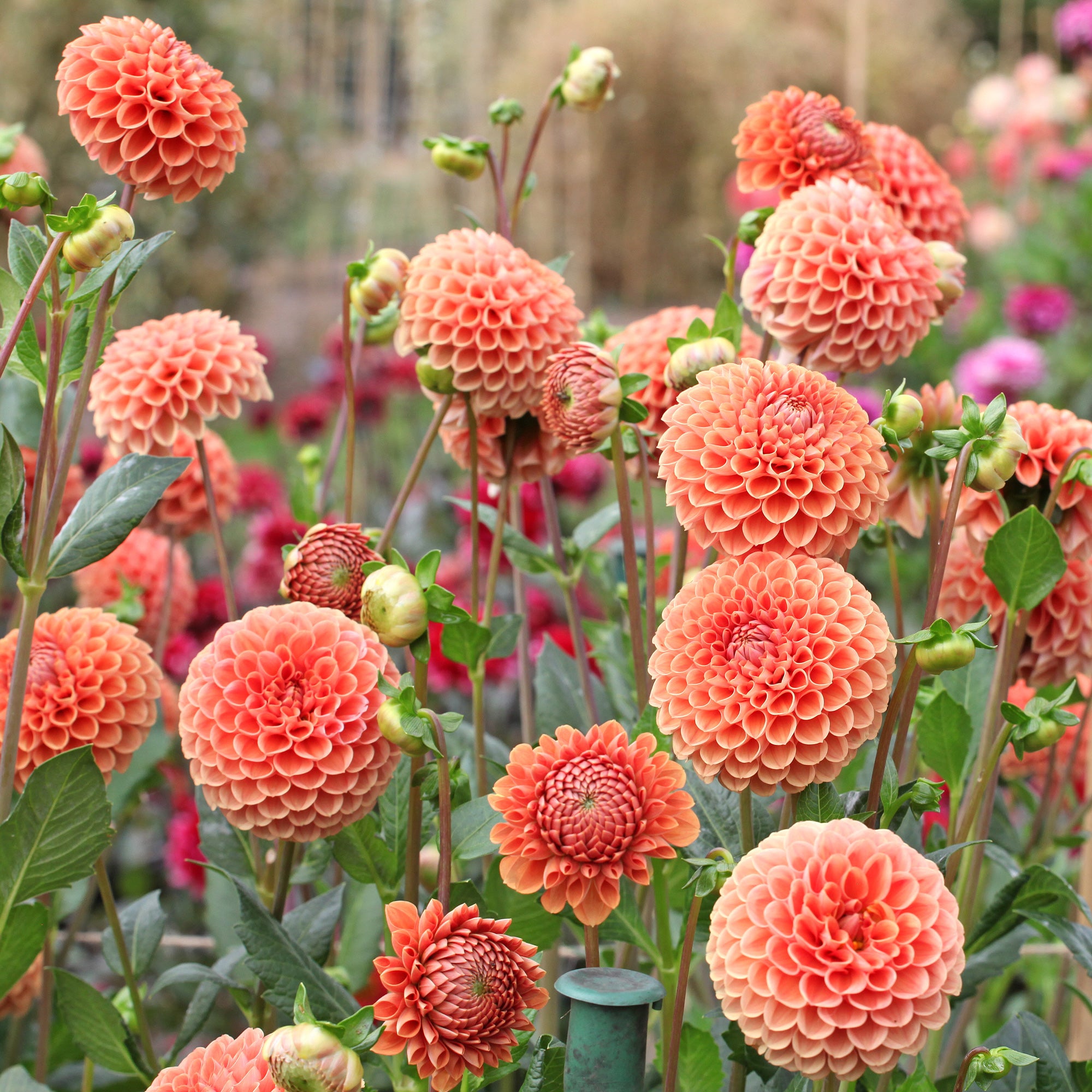 Bakker Bulbes Dahlia Cornel Bronze boule sachet 1 bulbe