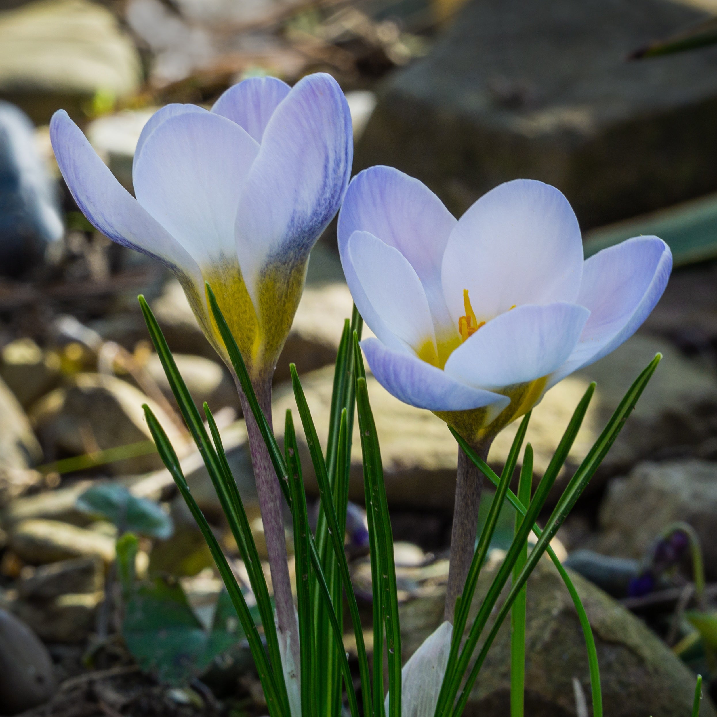 Bakker Bulbes Crocus Blue Pearl bulbes sachet 10 bleu février