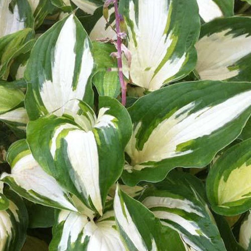 Bakker Christmas Candy hosta panaché pot 3L