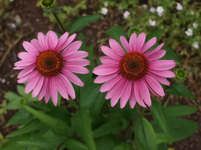 Passion Vivaces ECHINACEA purpurea Magnus échinacée godet rose