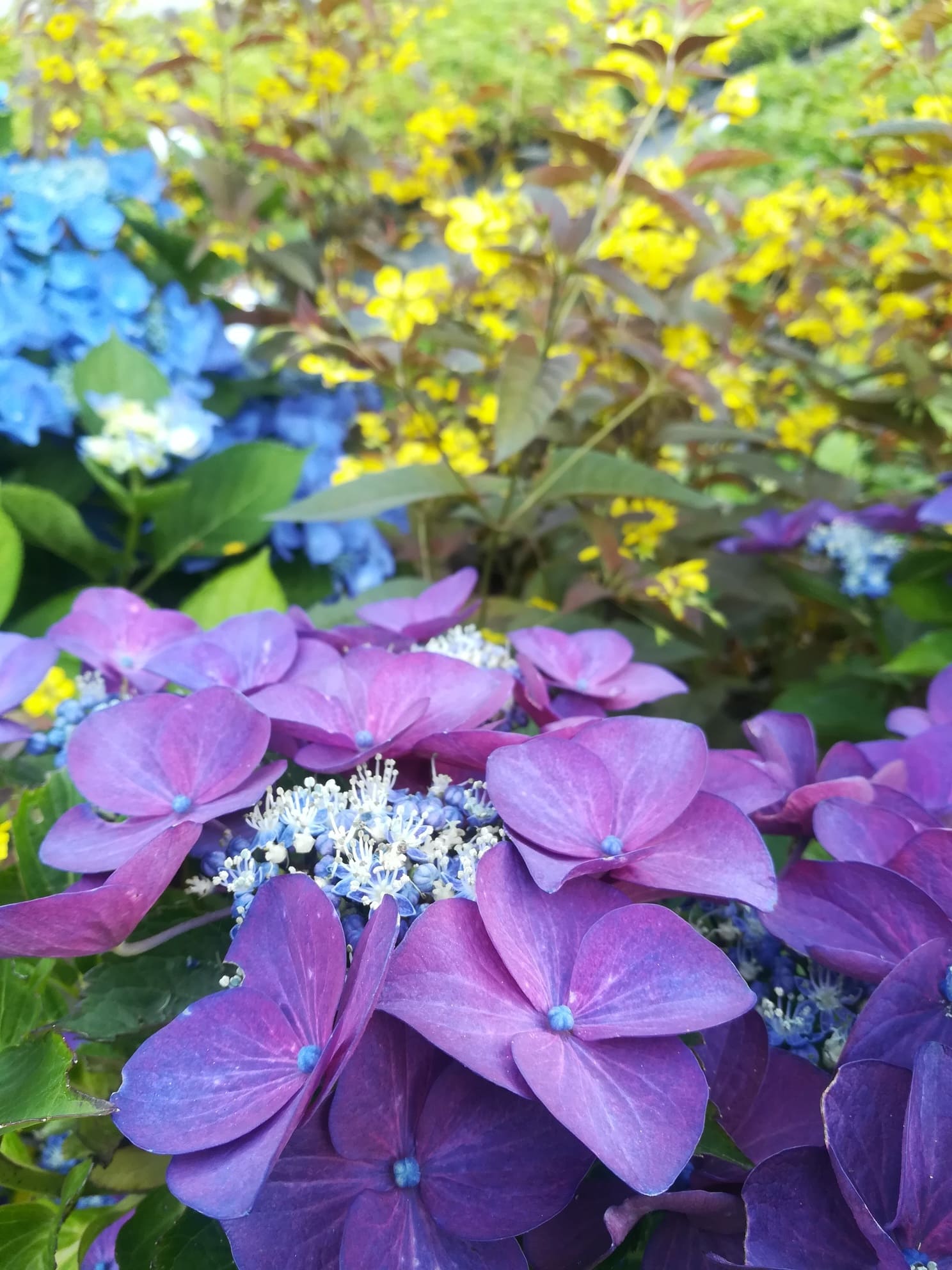 Les Hortensias du Haut Bois Rotkehlchen hortensia fleurs plates