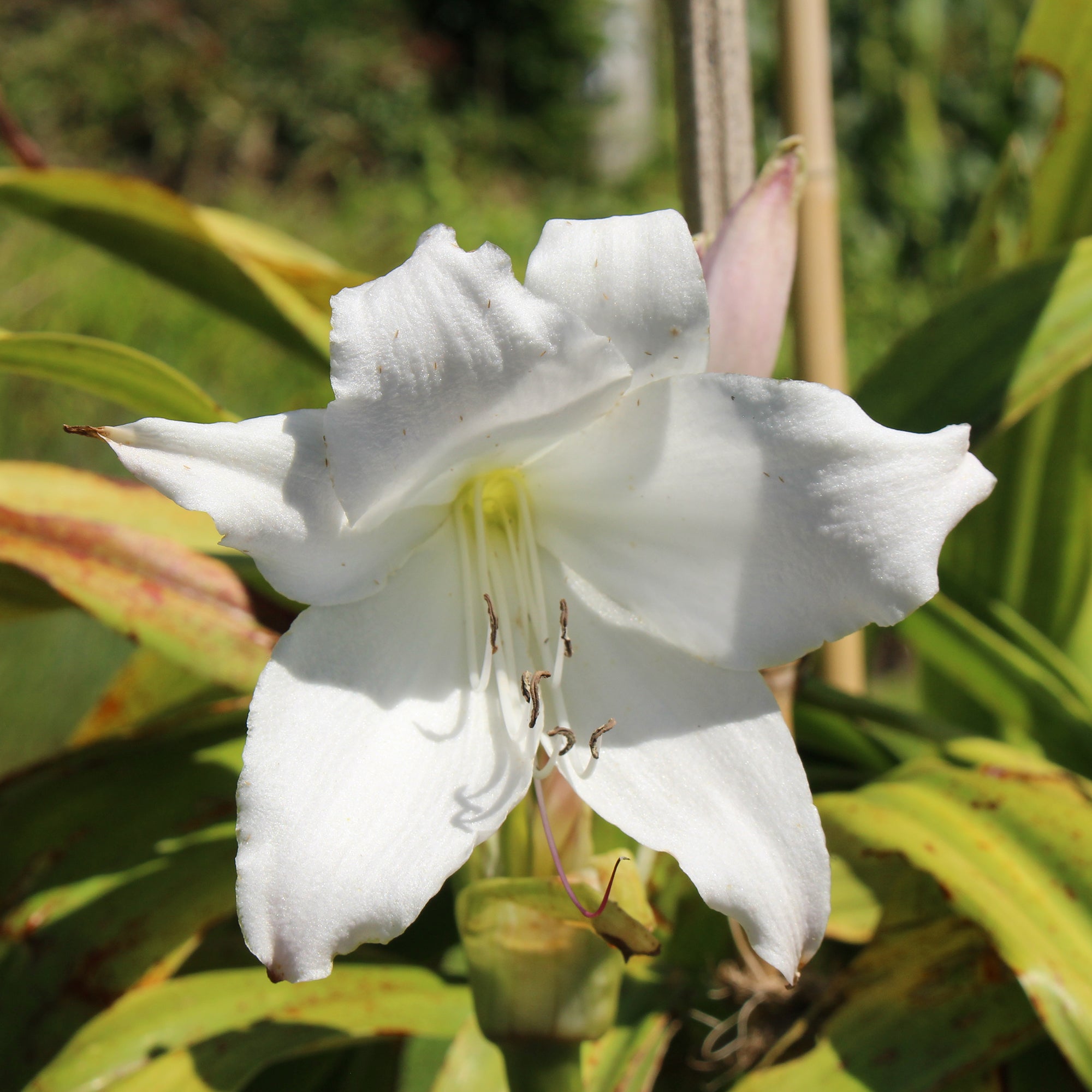 Bakker Crinole blanc bulbe 24cm fleur blanche parfumée