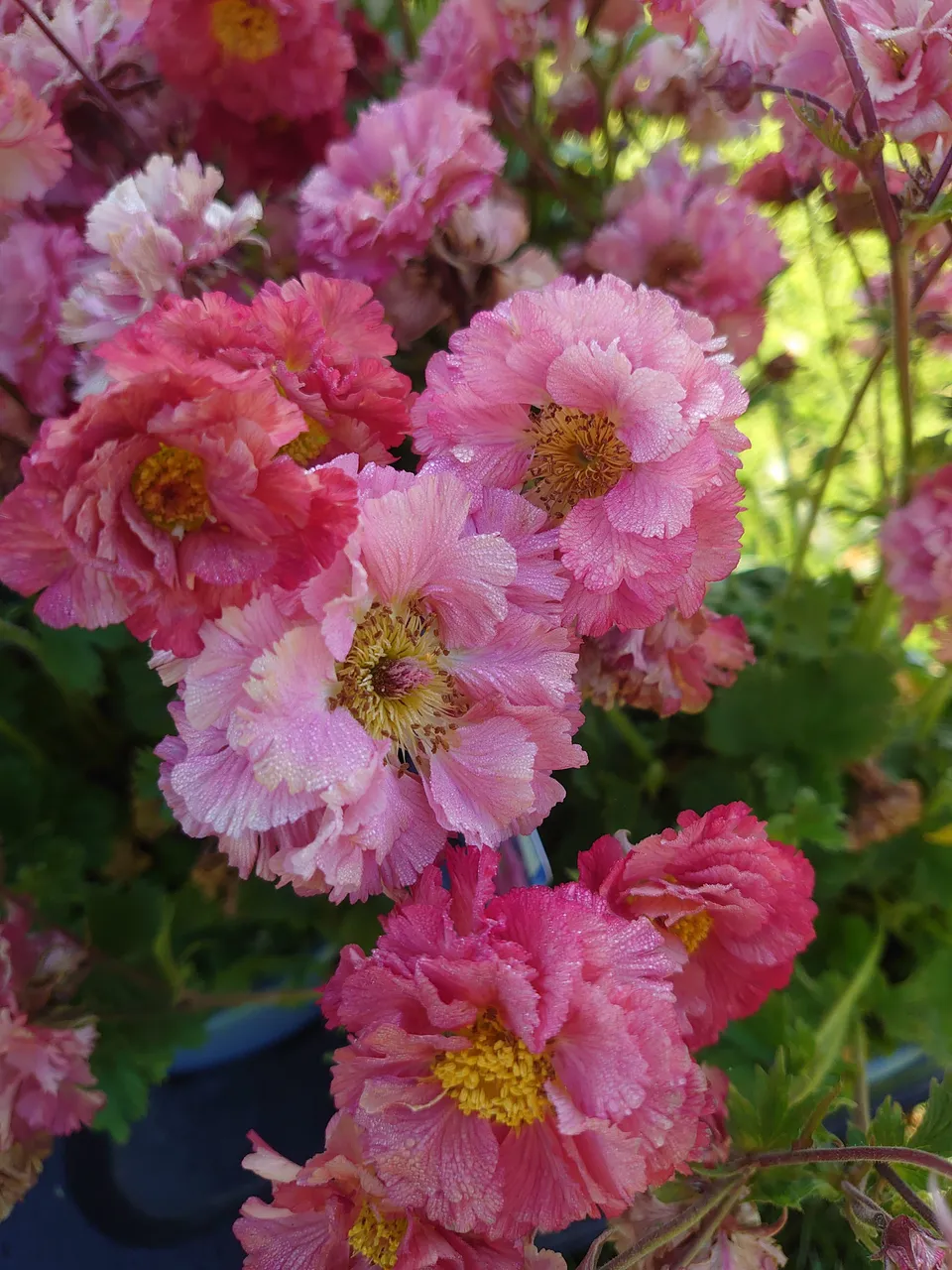 Passion Vivaces Geum Bohema Pink plante pot 1L fleurs doubles roses