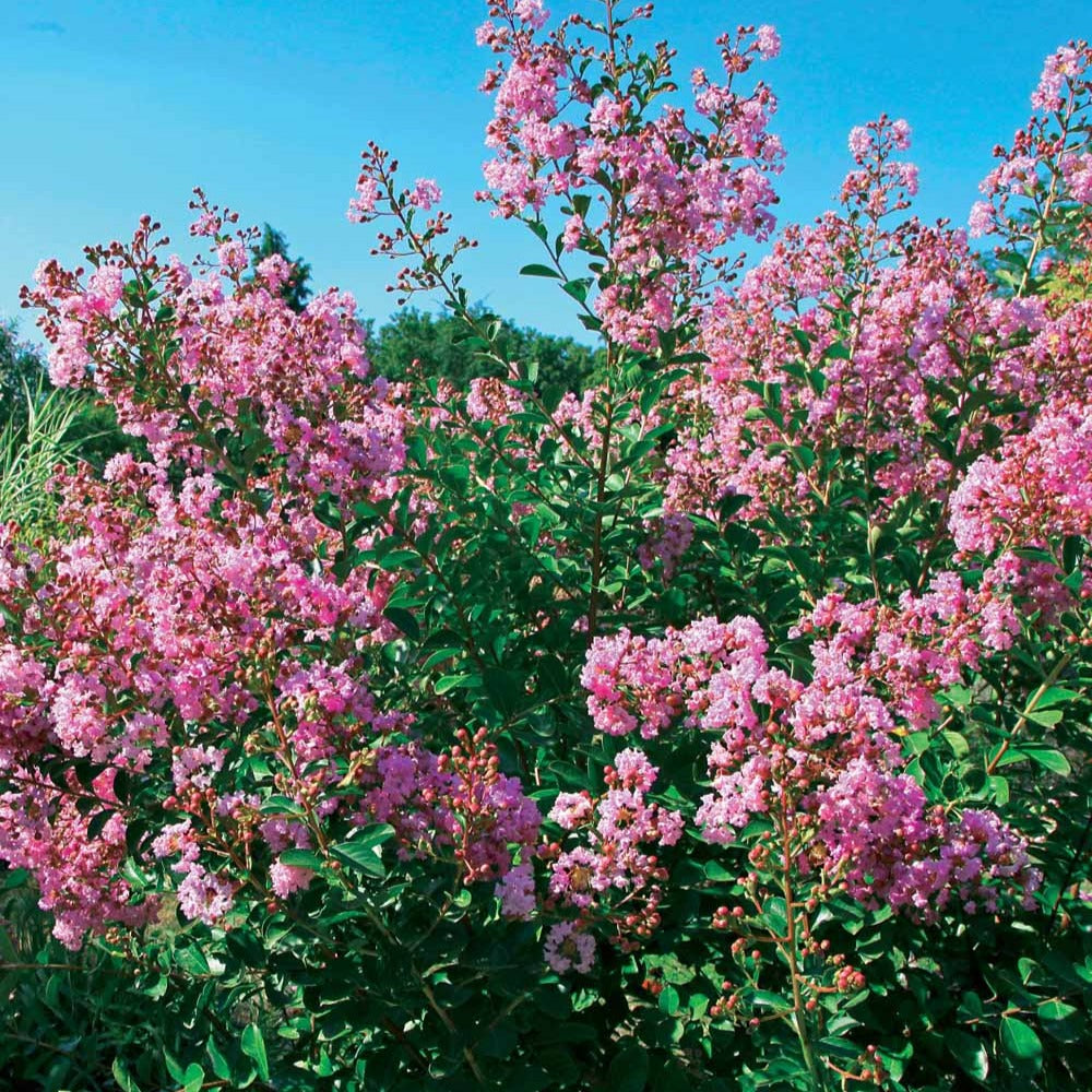 Bakker Lilas des Indes Petit Pink arbuste rose pot Ø 9 cm