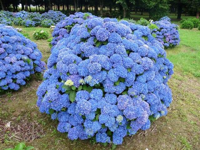 Les Hortensias du Haut Bois Renate Steiniger hortensia boule fleurs rondes