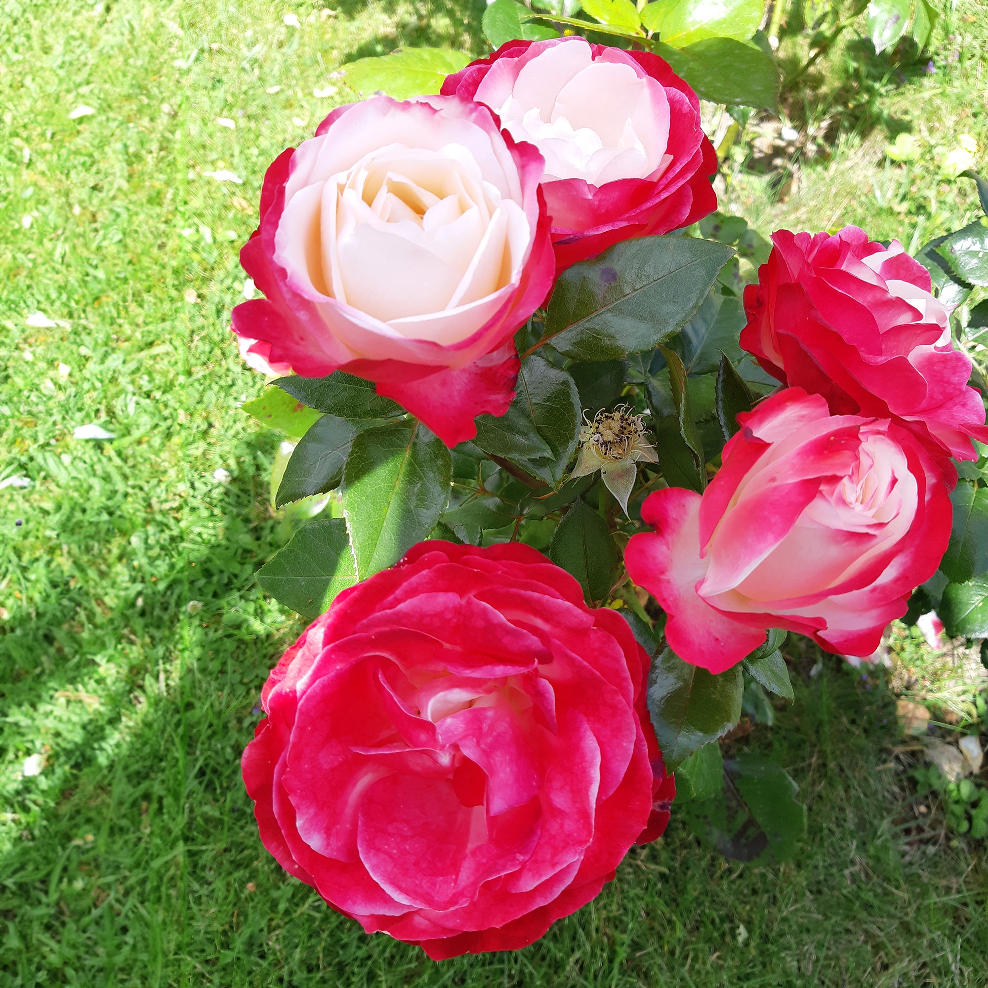 Bakker Rosier Nostalgie rosier buisson racine nue bicolore