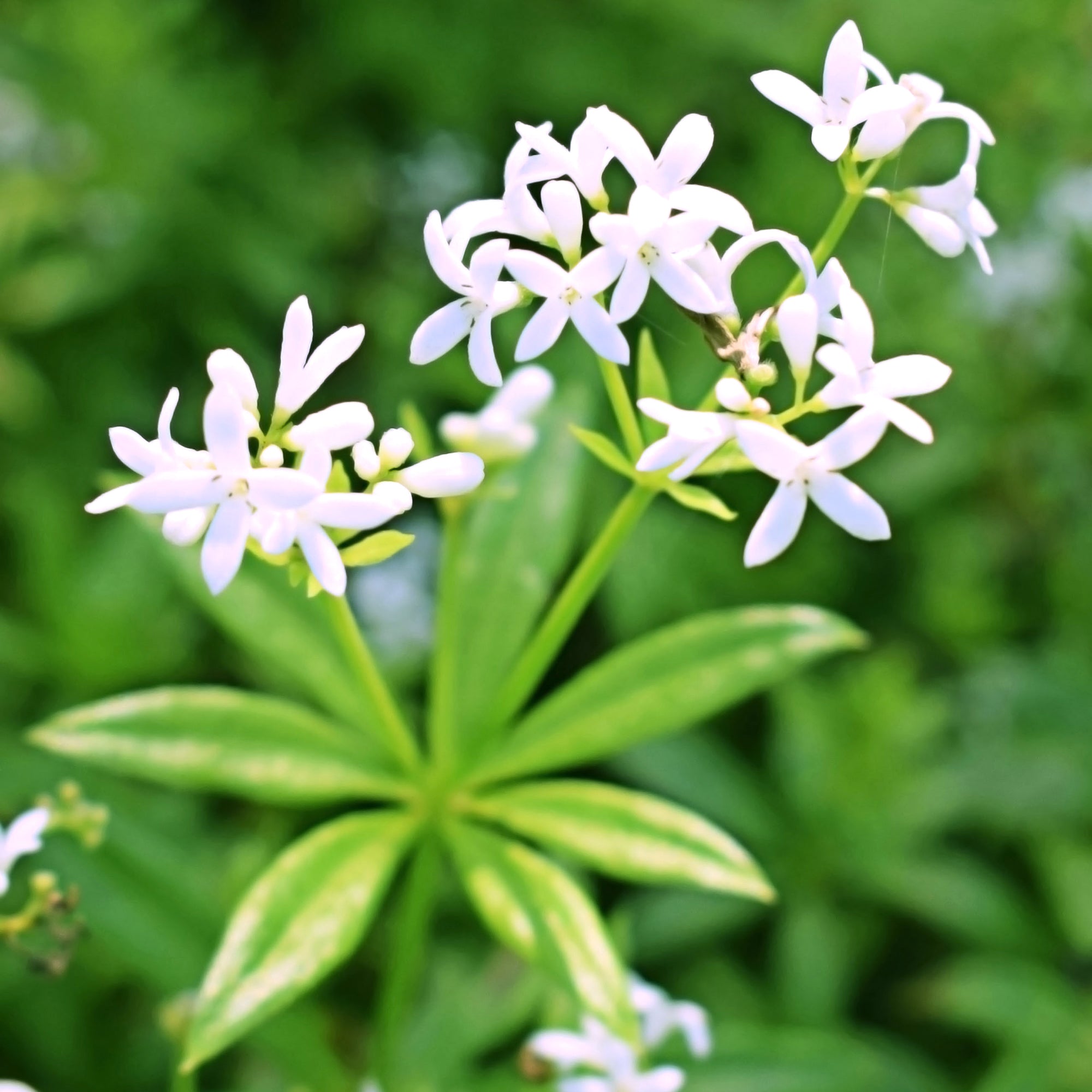 Bakker Aspérule odorante Petit Muguet couvre-sol pot Ø 9cm
