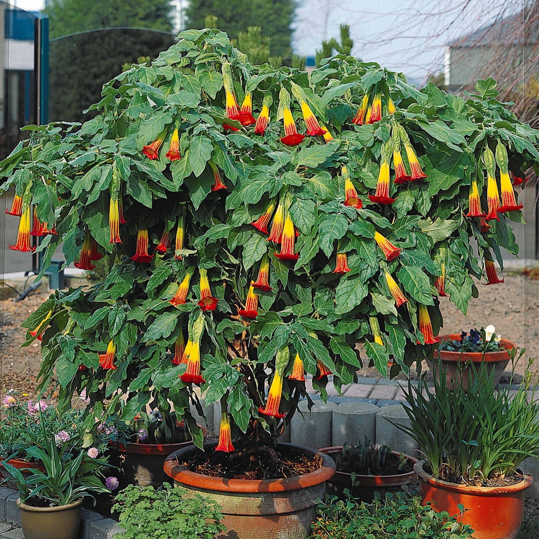 Bakker Brugmansia Rouge et Or Trompette des Anges Pot 9cm