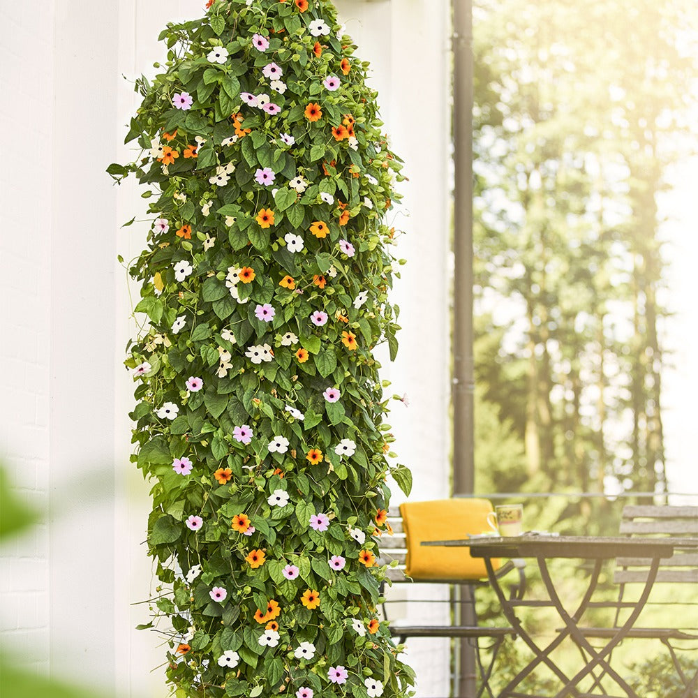 Bakker Sunny Susy suzannes yeux noirs 3 pots mélange