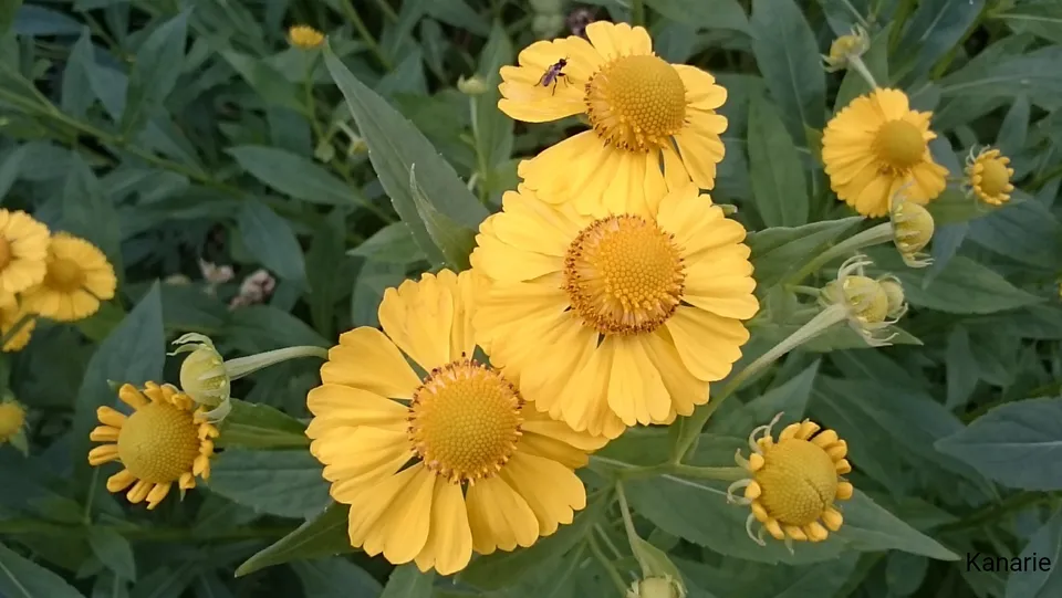 Passion Vivaces Helenium Kanaria vivace godet jaune or
