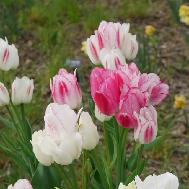 Bakker 7 Tulipes Candy Club bulbes sachet 7 fleurs roses parfumées