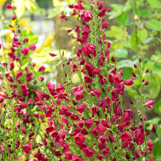 Bakker Genêt Boskoop Ruby arbuste pot Ø 9cm fuchsia
