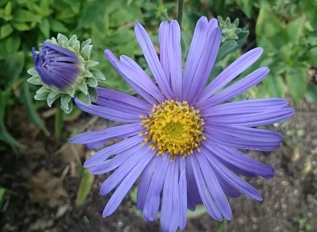 Passion Vivaces Aster amellus Grunder plante godet violet XXL