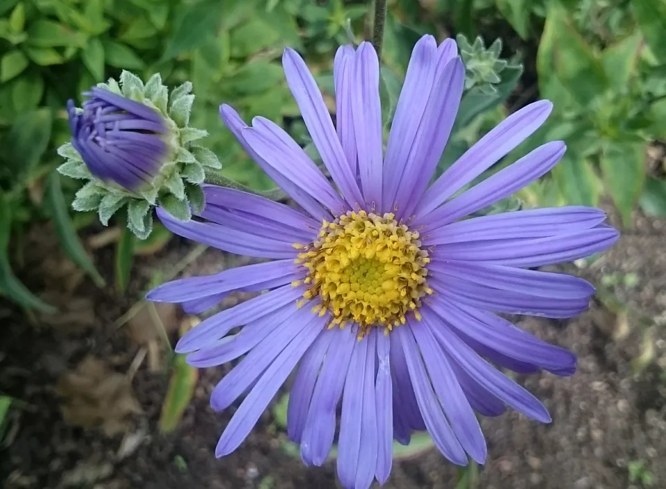 Passion Vivaces Aster amellus Grunder plante godet violet XXL