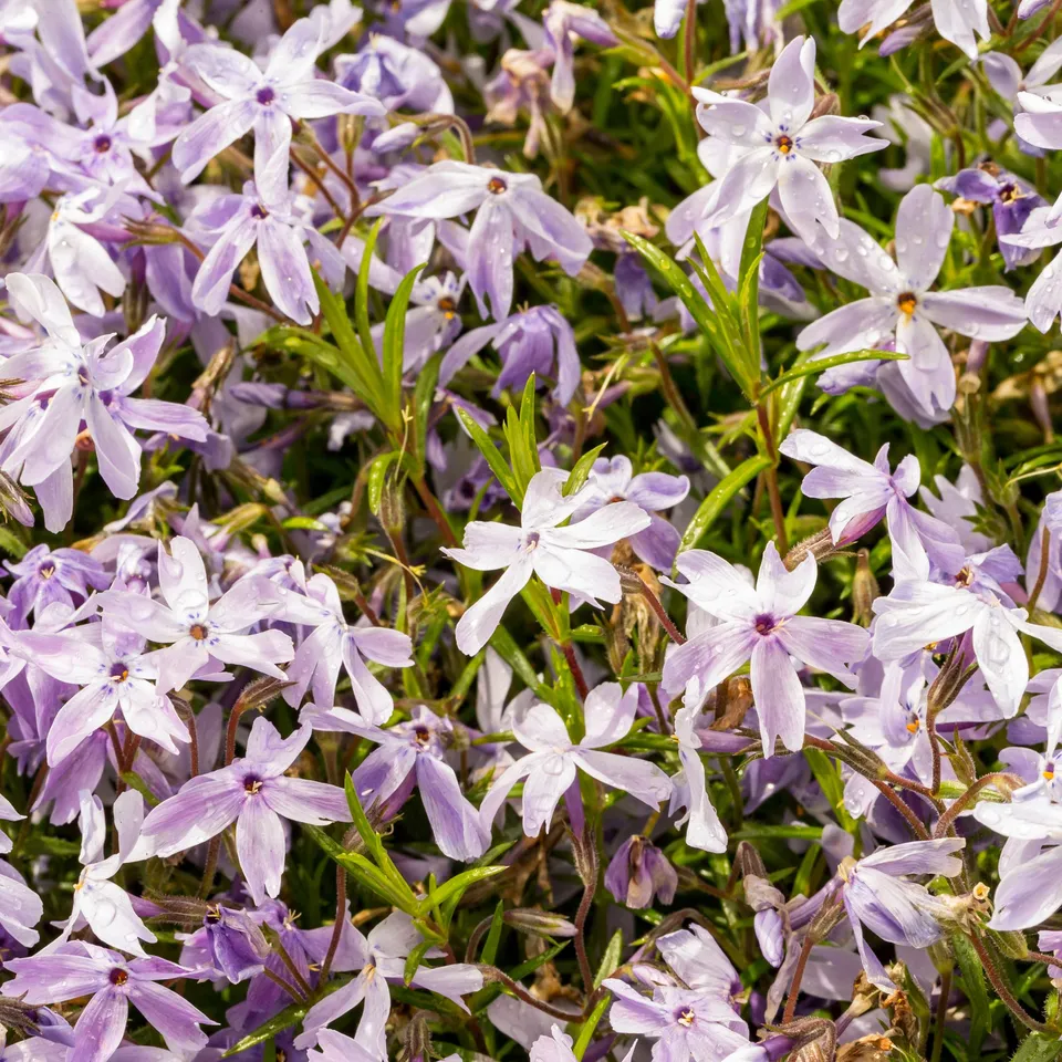 Bakker Phlox mousse G.F. Wilson plante vivace pot Ø 9cm violet
