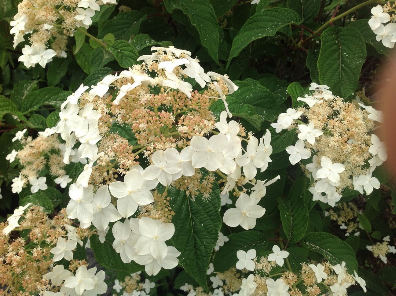 Les Hortensias du Haut Bois Morrey's Form hortensia fleurs plates