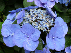Haut Bois Hydrangea macrophylla Iowa hortensia fleurs plates