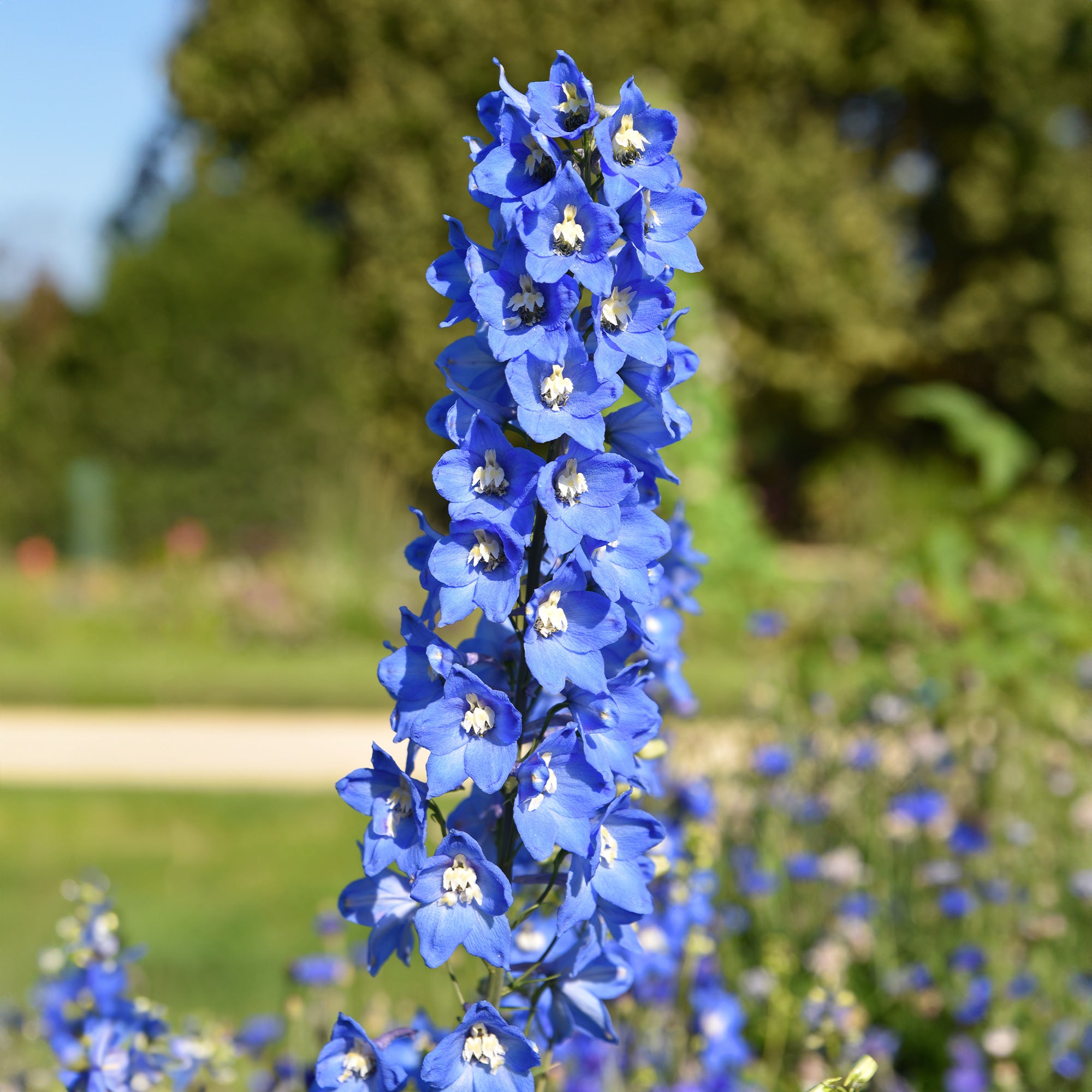 Bakker Collection delphiniums et tritomas 8 plantes multicolore