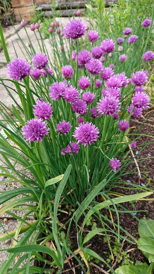 Passion Vivaces Allium schoenoprasum ciboulette plante aromatique fleurs