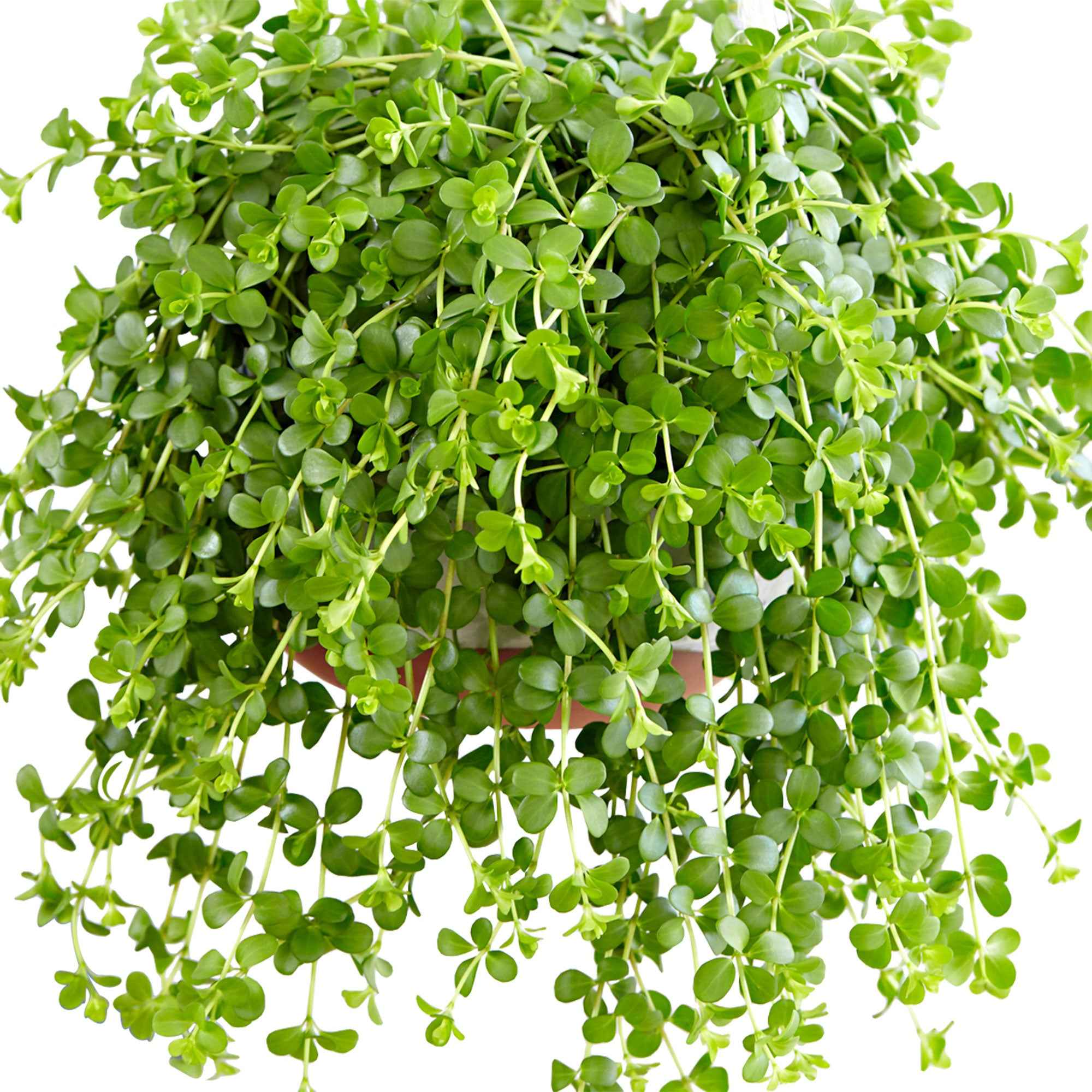 Bakker Peperomia Isabelle suspendue pot Ø14cm retombante