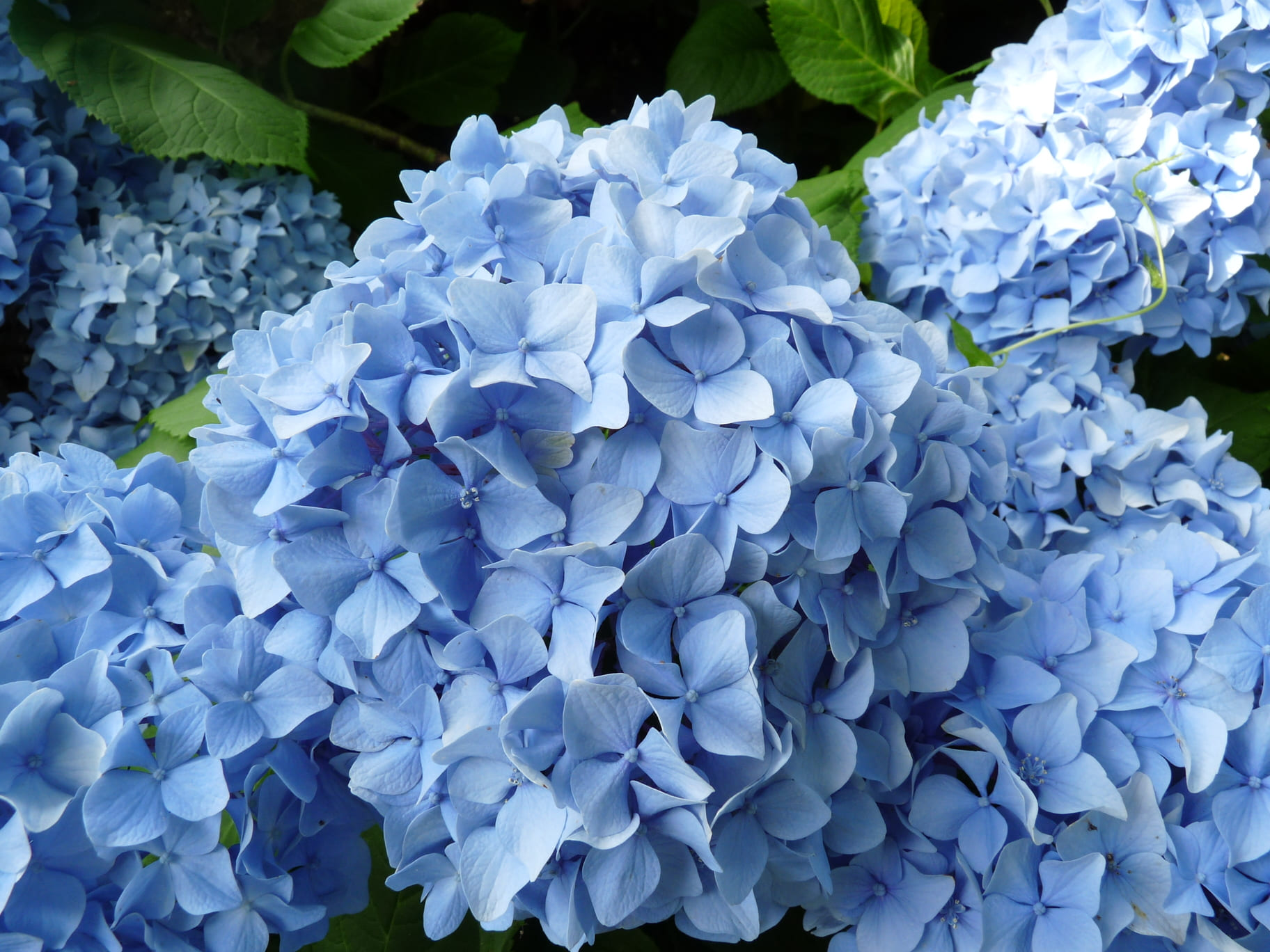Vicomtesse de Vibraye hortensia boule rose pâle