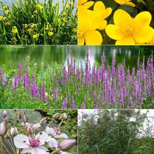Bakker Plantes de bassin indigènes mélange 5 pots Ø9cm