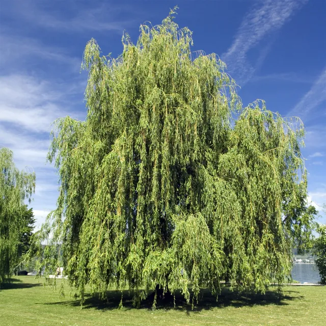 Bakker Saule pleureur Salix pot Ø 12cm 20-30cm