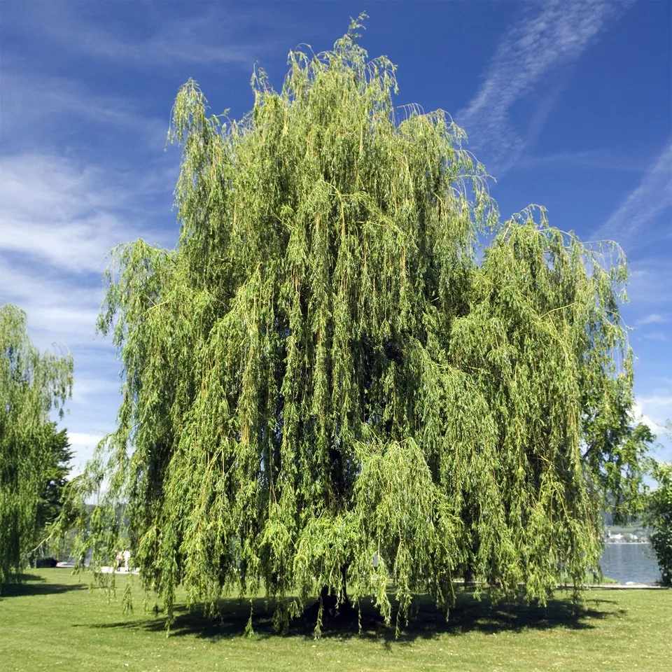 Bakker Saule pleureur Salix pot Ø 12cm 20-30cm