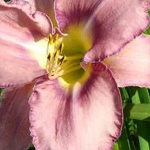 Bakker Hémérocalle Mildred Mitchell fleur violette pot Ø 9cm