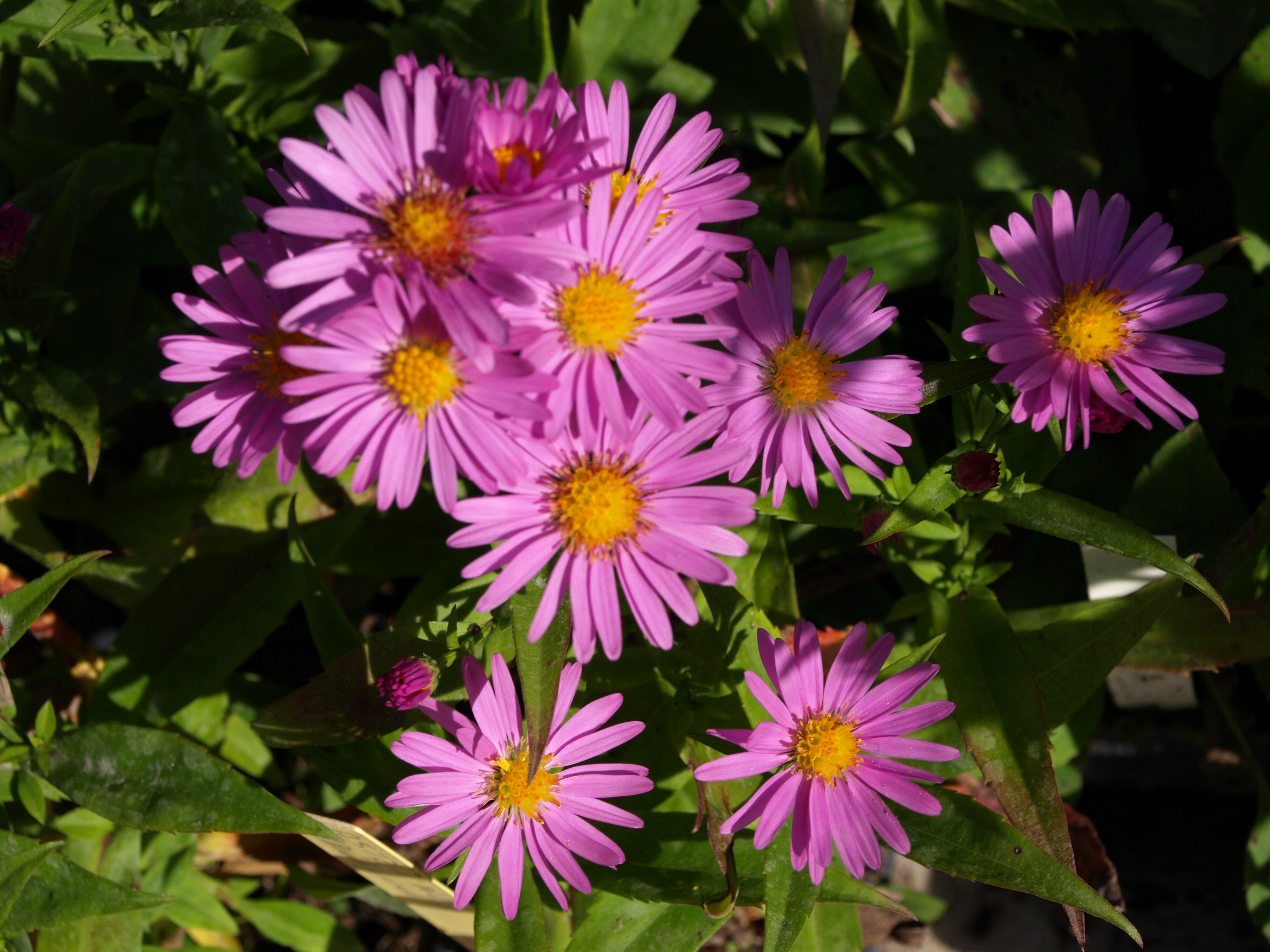Passion Vivaces ASTER Dietgard plante vivace godet rose