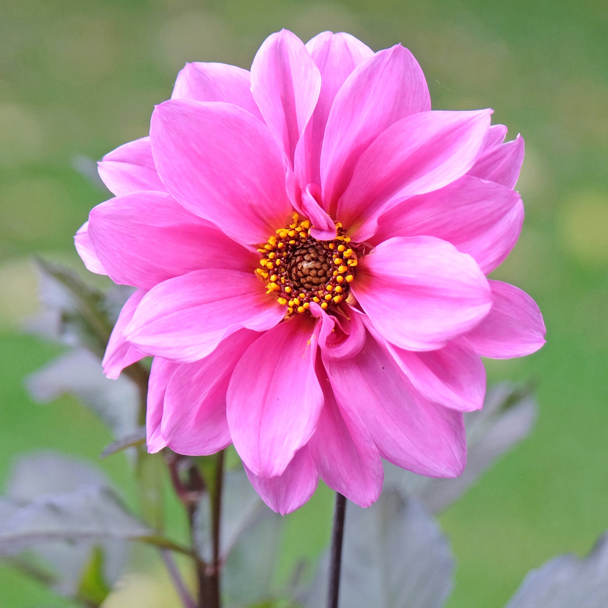 Bakker Fascination dahlia nain sachet 1 bulbe fleurs roses