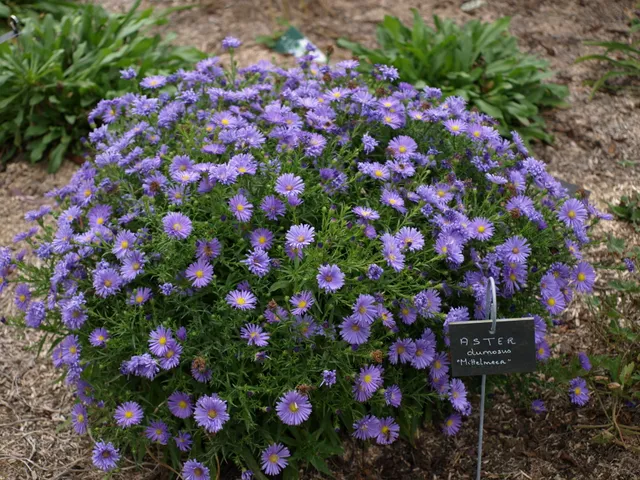Passion Vivaces Aster dumosus Mittlemeer plante vivace godet bleu
