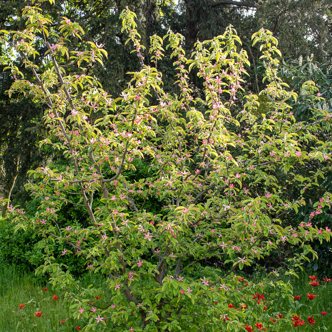 Bakker Cognassier de Chine arbre pot 5L écorce décorative