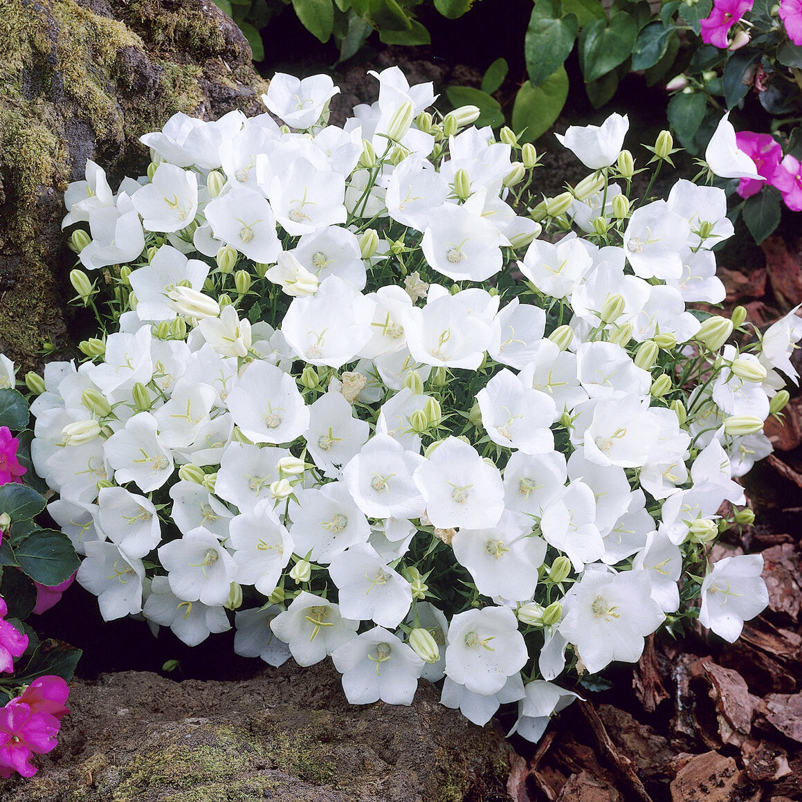 Bakker Weisse Clips campanule Carpates pot couvre-sol