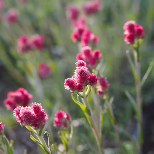 Bakker Plantes Antennaire dioïque Rubra couvre-sol pot 9cm
