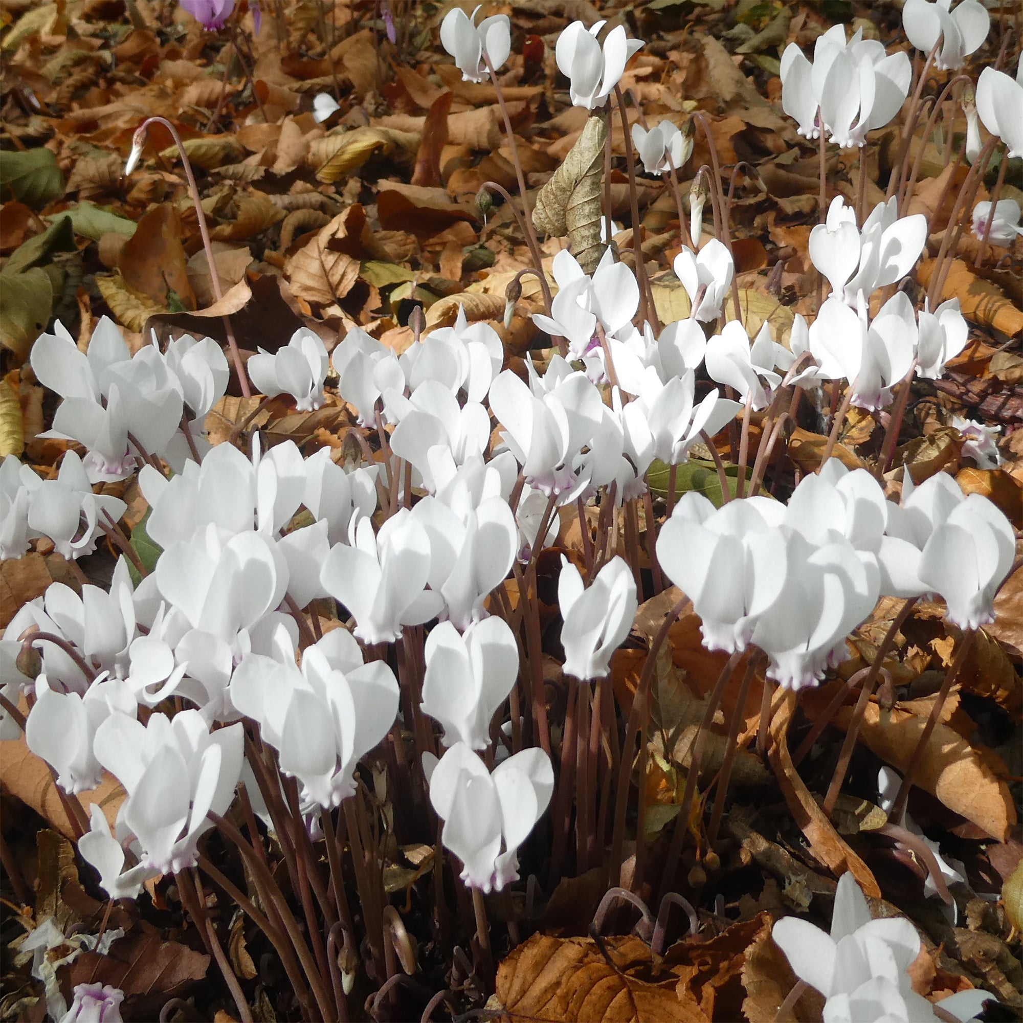 Bakker Bulbes Cyclamen Naples blanc sachet 3 bulbes ombre