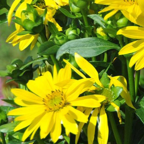 Bakker Silphe Maya vivace pot 9cm fleurs jaunes mellifère