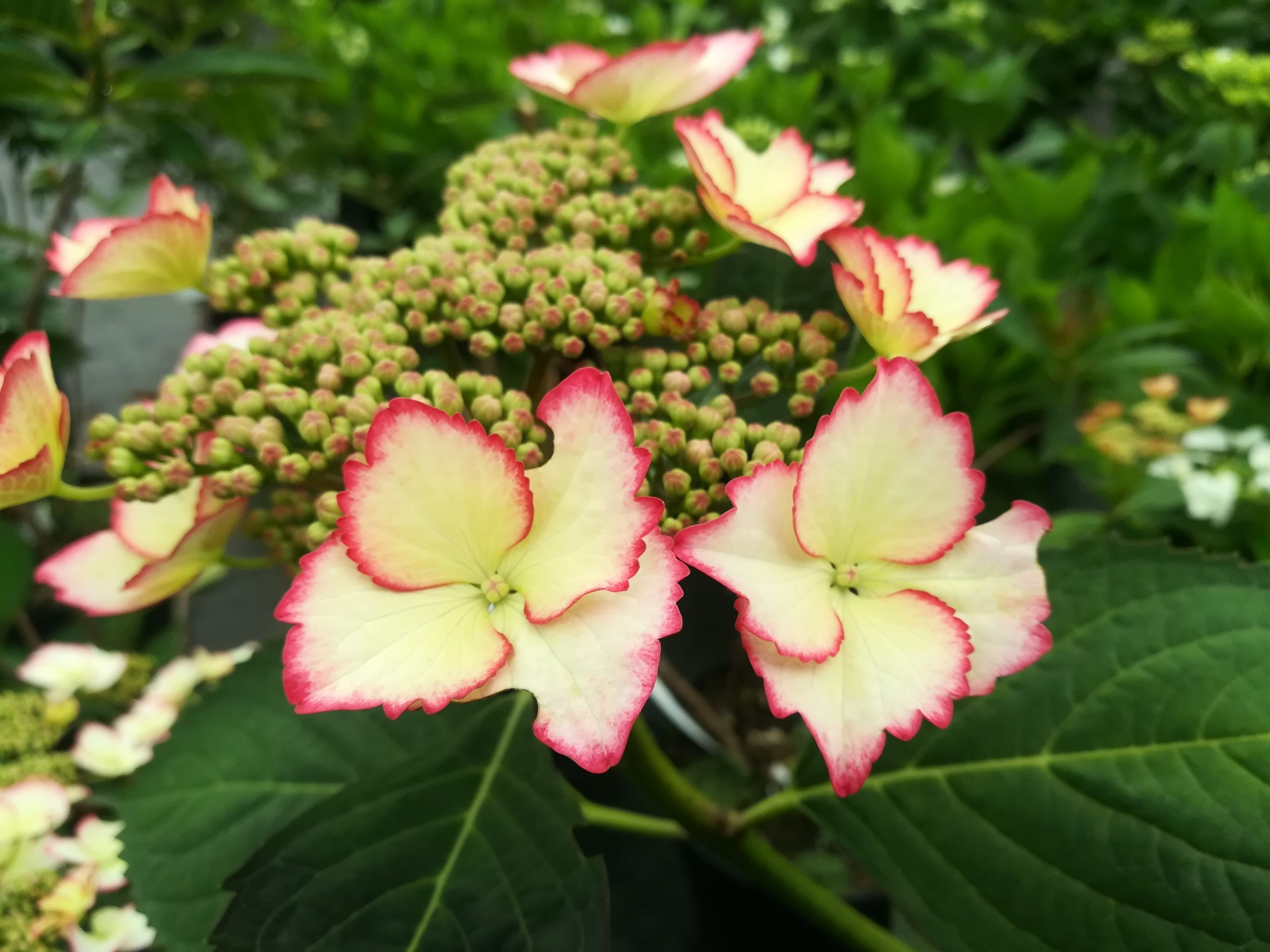 Les Hortensias du Haut Bois Love You Kiss hortensia fleurs plates godet