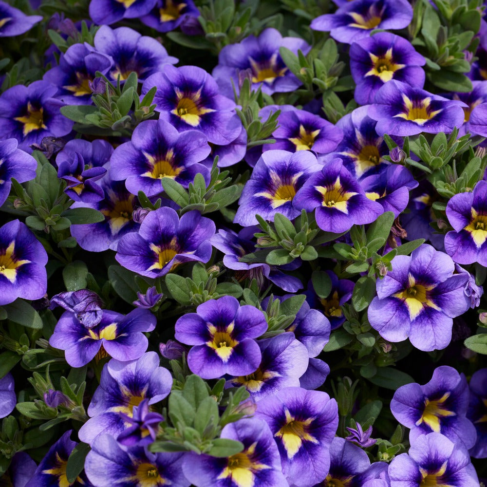 Bakker Bumble Bee Mini-pétunia retombant 3 pots Ø10.5cm violet