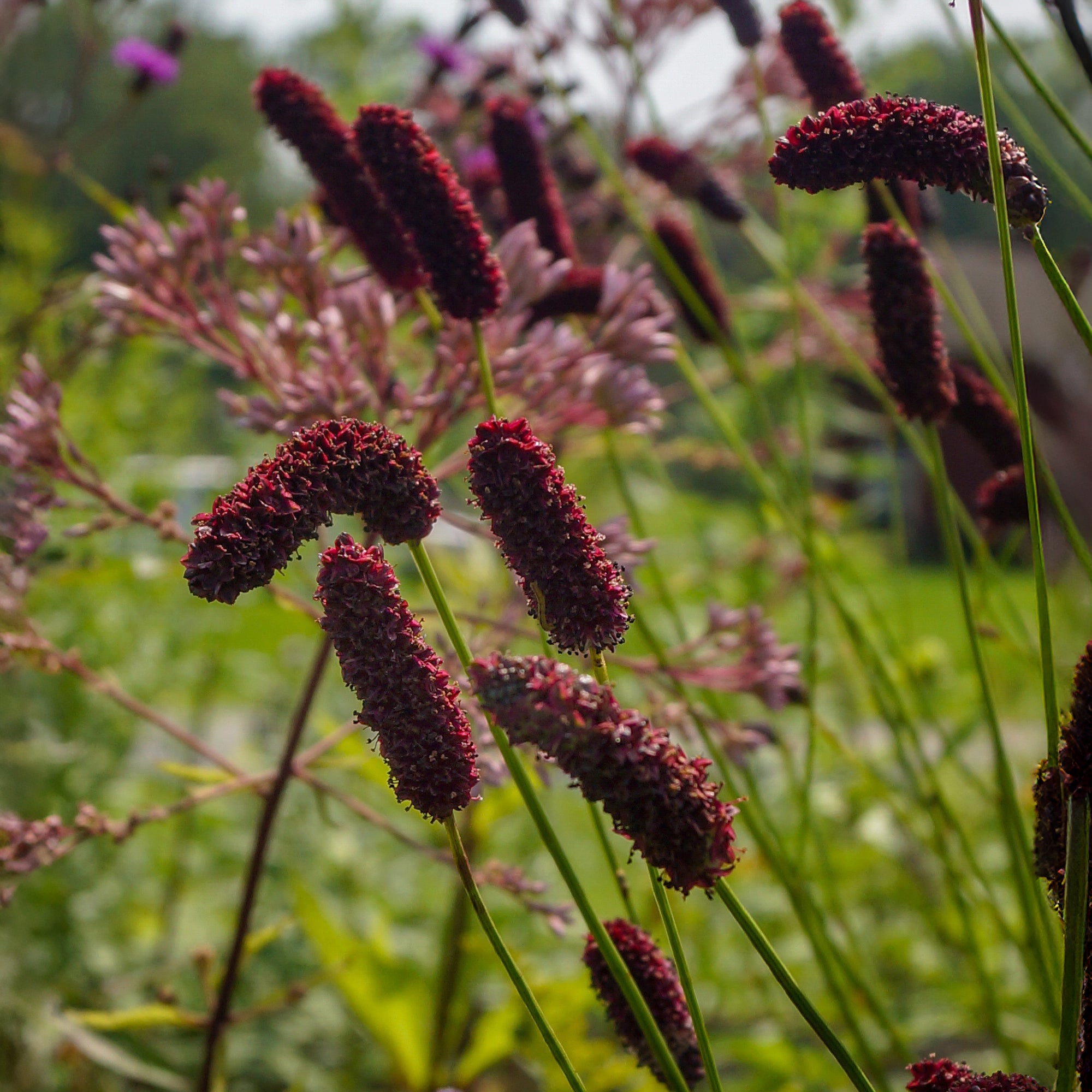Bakker Pimprenelle pourpre Sanguisorba pot Ø 9cm 1,5m