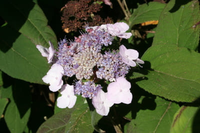 Les Hortensias du Haut Bois Mauvette hortensia aspera godet mauve