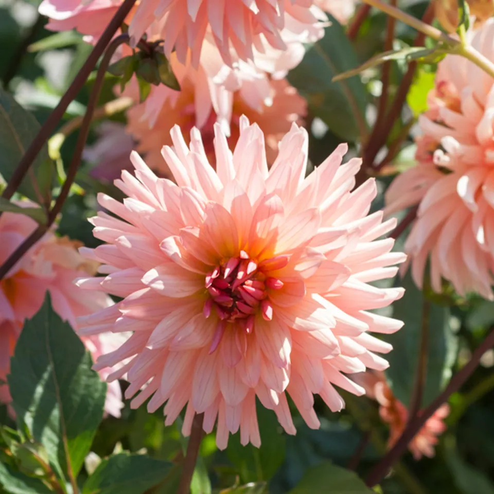 Bakker Dahlia cactus Préférence sachet 1 bulbe saumon