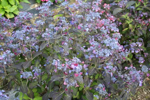 Les Hortensias du Haut Bois Sekka hortensia serrata godet