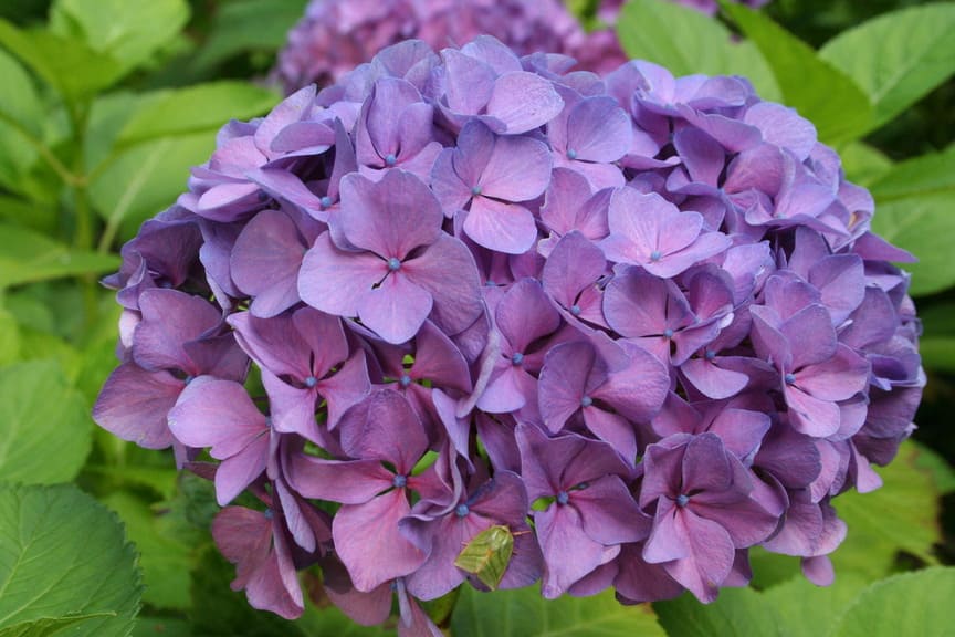 Les Hortensias du Haut Bois Freudenstein hortensia fleurs rondes
