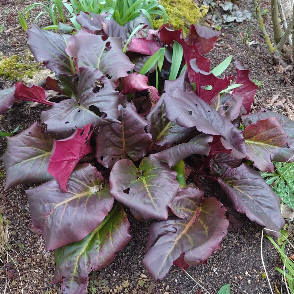 Passion Vivaces Bergenia Eric Smith plante pot fleur rose vif