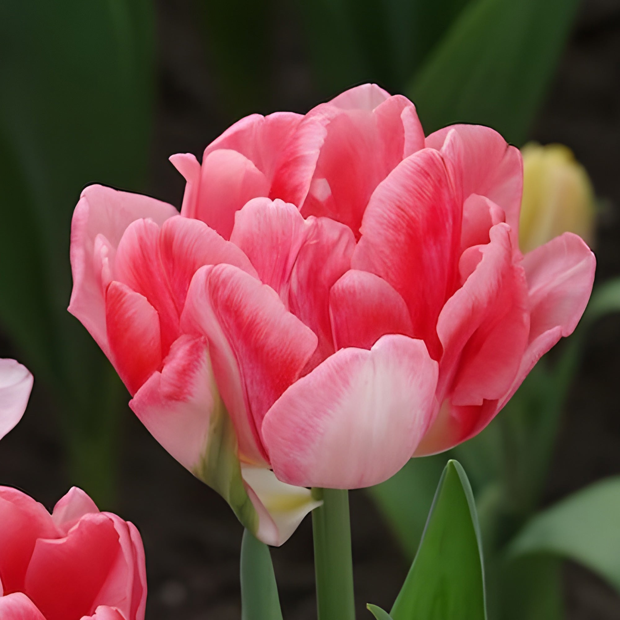 Bakker Tulipe Foxtrot pivoine rose 10 bulbes 11 cm+