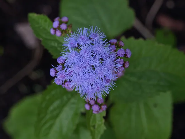 Passion Vivaces Eupatorium coelestinum plante vivace pot 1L