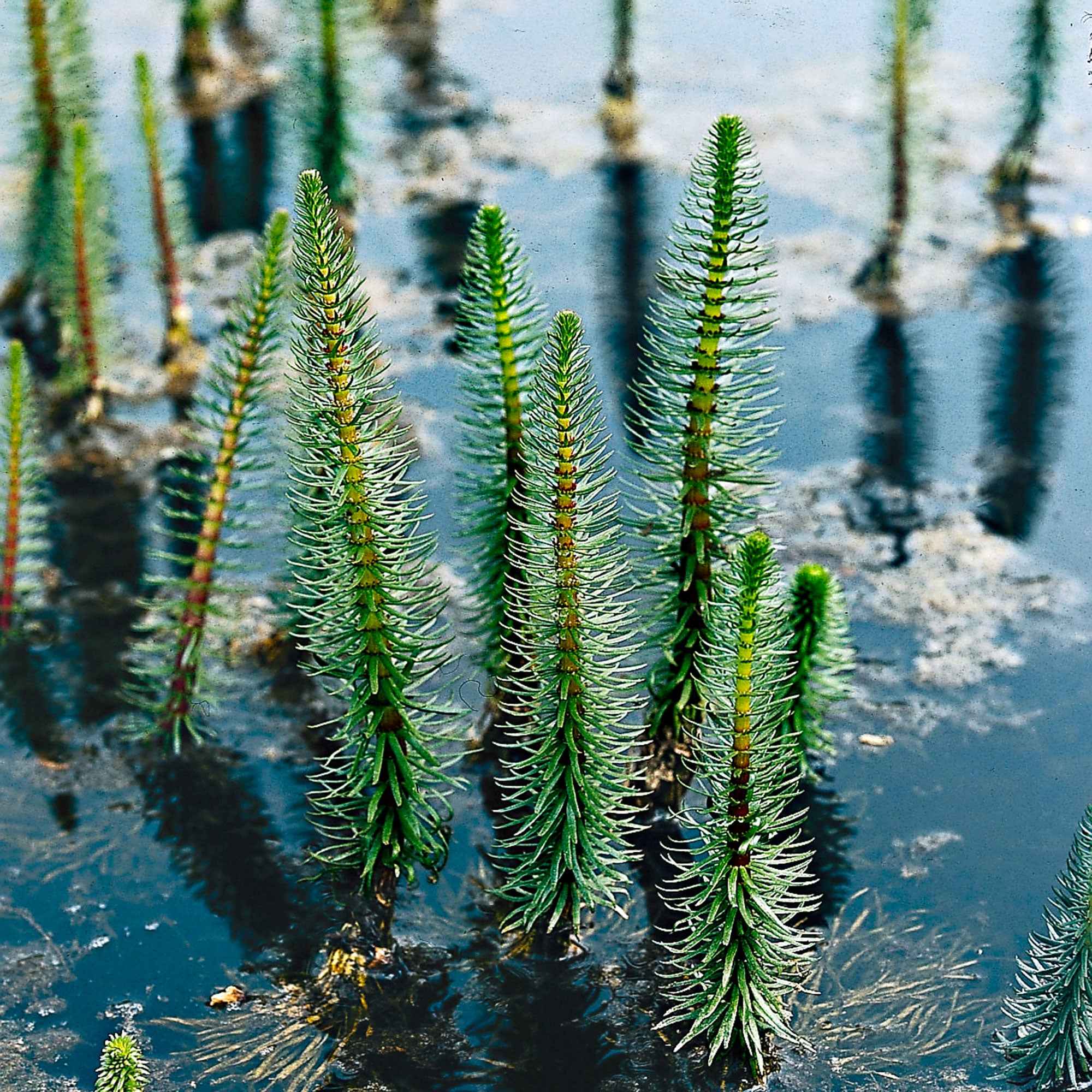 Bakker Pesse d'eau plante de bassin pot Ø 11cm oxygénante