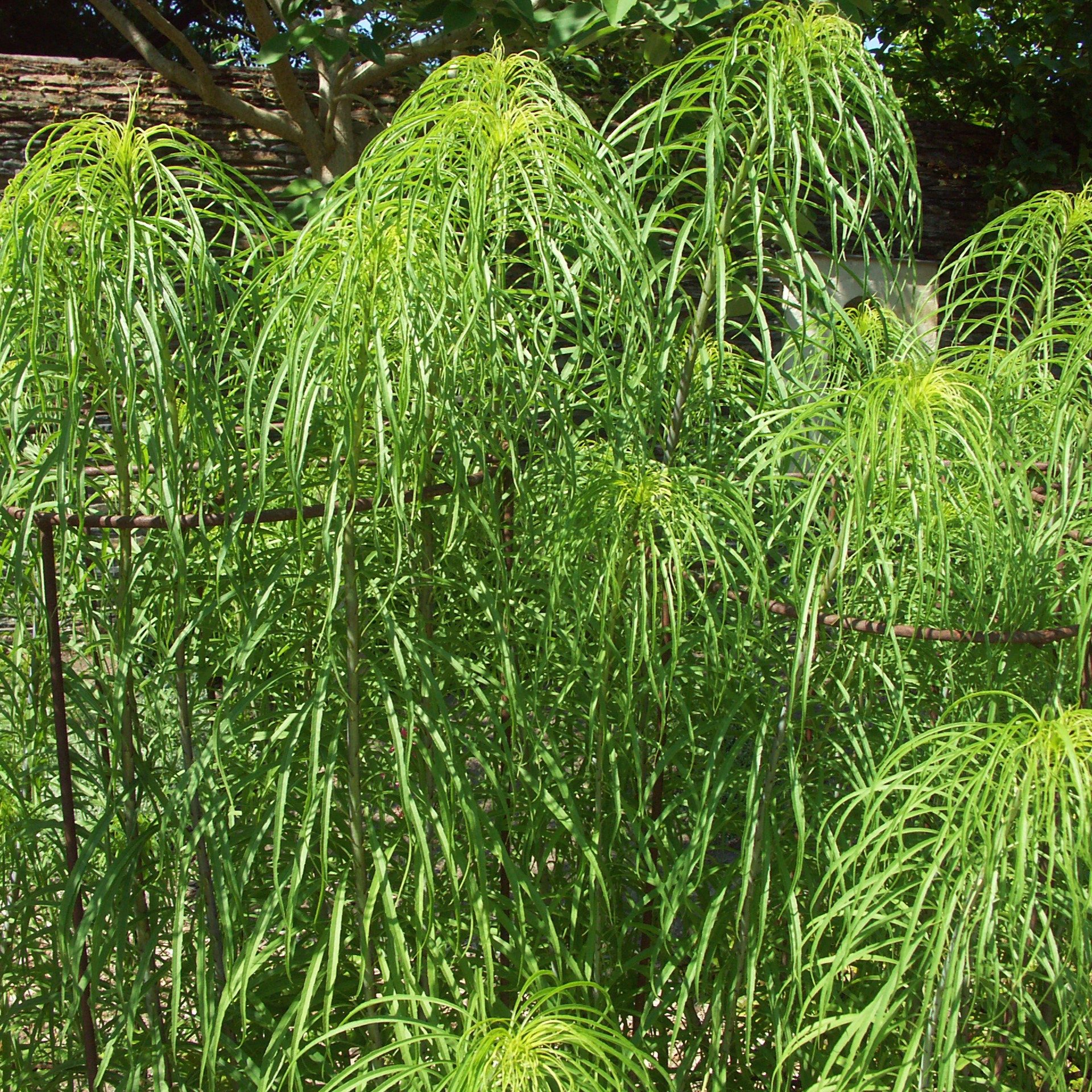 Passion Vivaces Helianthus salicifolius plante vivace pot 1L fontaine