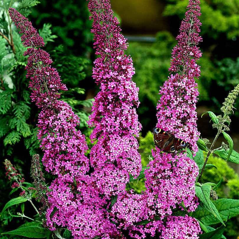 Bakker Pink Delight buddleia arbuste pot 2L 40-50cm rose